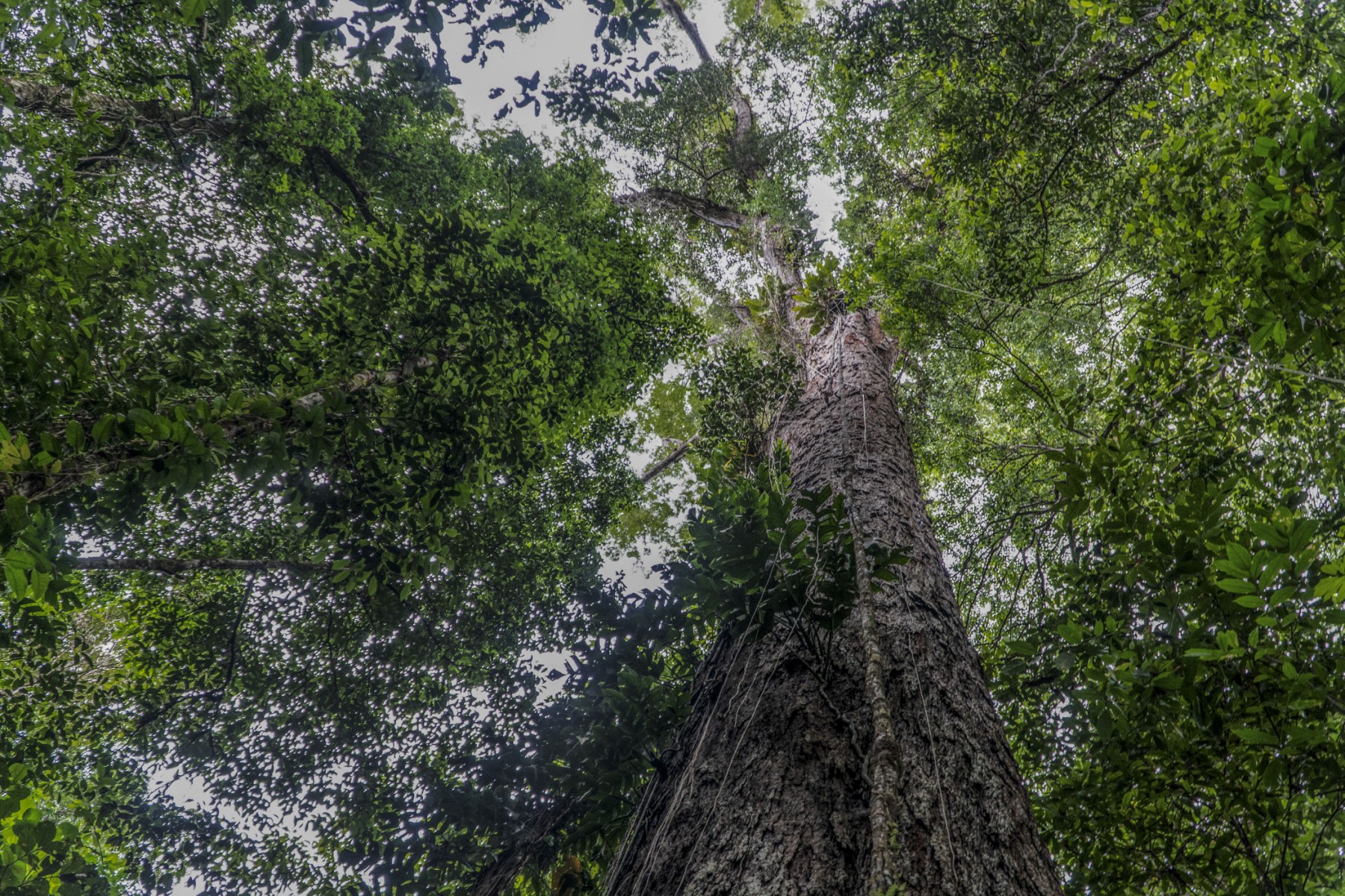 Các nhà khoa học lần đầu chạm vào cây cao nhất trong rừng Amazon - Ảnh 1.