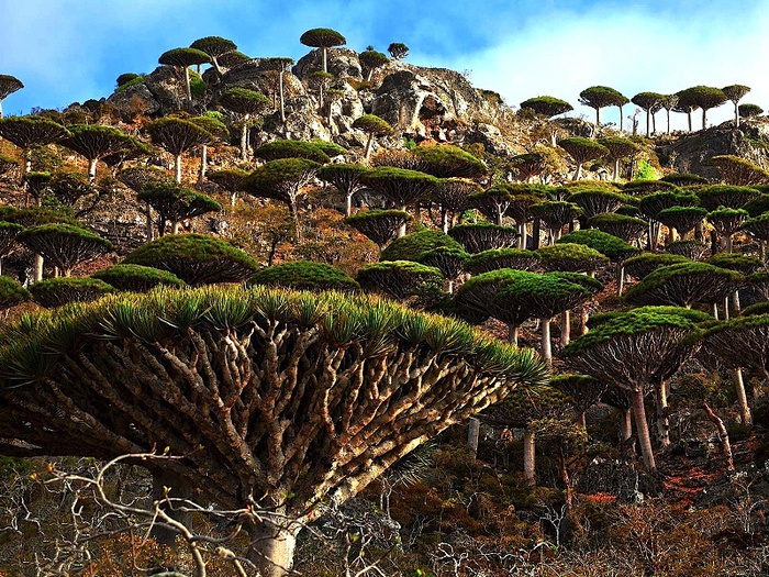 Hòn đảo kỳ lạ chứa loại cây độc đáo bậc nhất hành tinh - Ảnh 6.