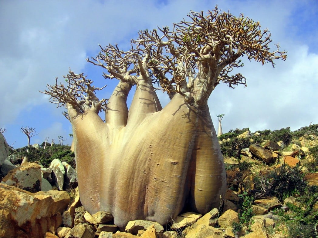 Hòn đảo kỳ lạ chứa loại cây độc đáo bậc nhất hành tinh - Ảnh 2.