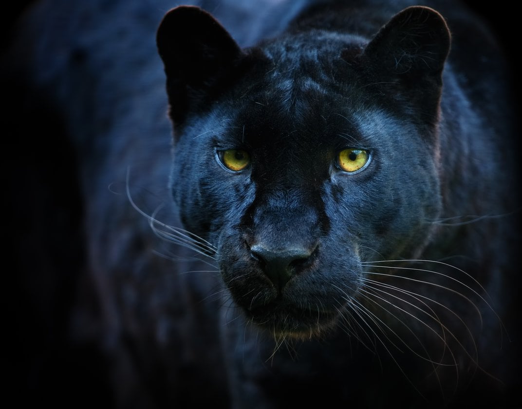 Những sự thật bất ngờ về Black Panther - báo đen! - Ảnh 5.