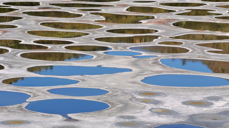 Tại sao hồ 'Polka Dot' của Canada có thể là một hồ bơi có khả năng chữa bệnh - Ảnh 1.