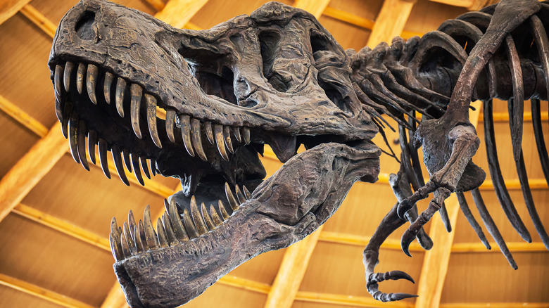 Nghiên cứu mới phát hiện ra rằng khủng long T. Rex có thể lớn hơn 70% so với những gì chúng ta đã biết! - Ảnh 3.