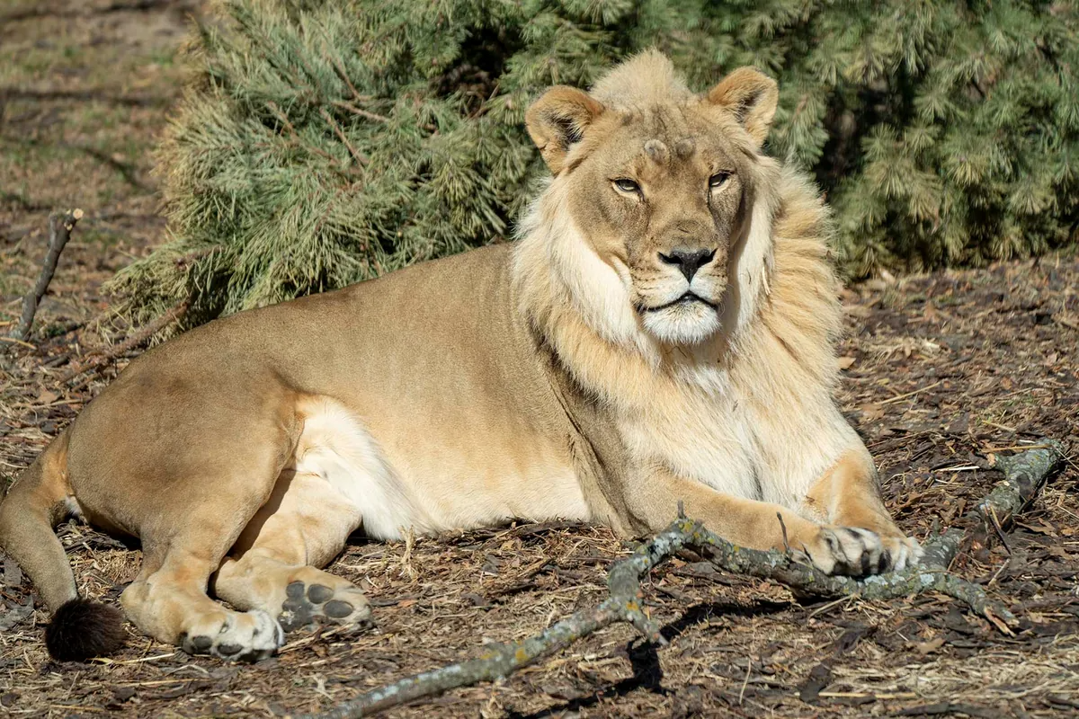 Các nhà khoa học cảm thấy hoang mang khi con sư tử cái này bỗng nhiên mọc bờm sau khi con sư tử đực cùng đàn qua đời! - Ảnh 3.