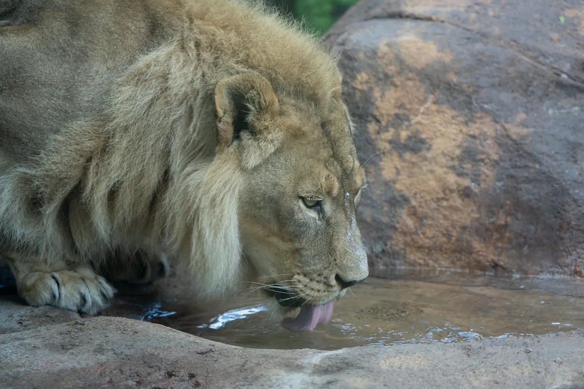 Các nhà khoa học cảm thấy hoang mang khi con sư tử cái này bỗng nhiên mọc bờm sau khi con sư tử đực cùng đàn qua đời! - Ảnh 2.