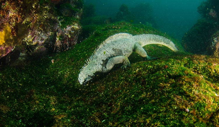 Kỳ nhông biển: Những con thằn lằn có vẻ ngoài giống như Godzilla - Ảnh 3.