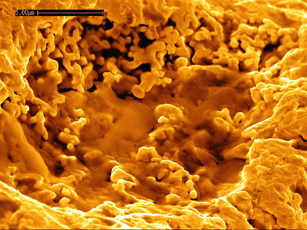 Vi khuẩn được phát hiện vào năm 1976 có thể biến kim loại thành vàng - Ảnh 2.