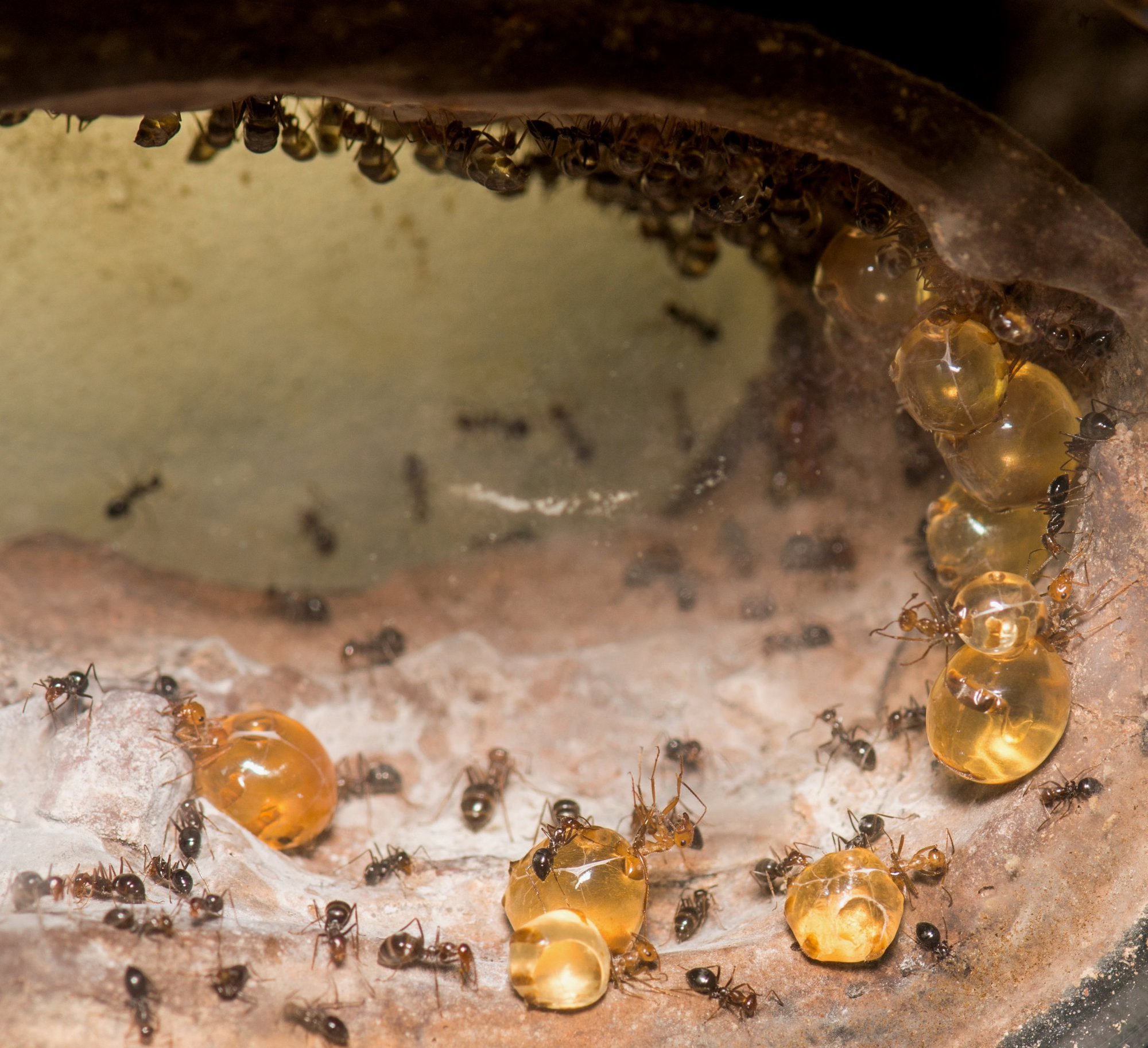 Kiến Honeypot: Loài kiến sản xuất mật duy nhất trên hành tinh của chúng ta! - Ảnh 2.