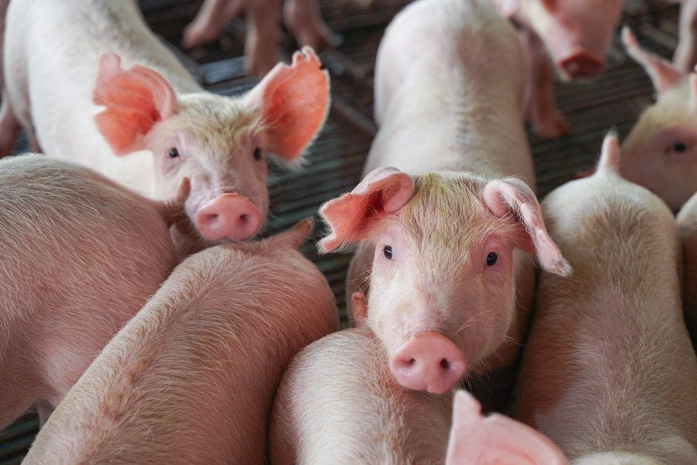 Chăn nuôi lợn trên cao ốc ở Trung Quốc: Từng bị coi là bất hợp pháp nhưng đang là sự đảm bảo cho những bữa cơm có thịt ở nền kinh tế tỷ dân - Ảnh 2.