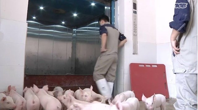 Chăn nuôi lợn trên cao ốc ở Trung Quốc: Từng bị coi là bất hợp pháp nhưng đang là sự đảm bảo cho những bữa cơm có thịt ở nền kinh tế tỷ dân - Ảnh 8.