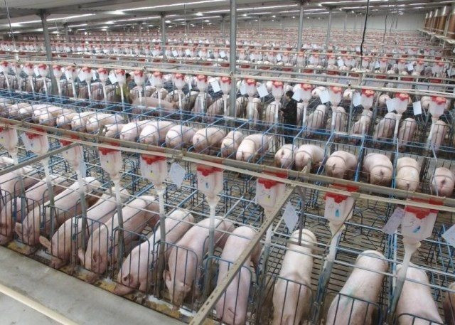 Chăn nuôi lợn trên cao ốc ở Trung Quốc: Từng bị coi là bất hợp pháp nhưng đang là sự đảm bảo cho những bữa cơm có thịt ở nền kinh tế tỷ dân - Ảnh 9.