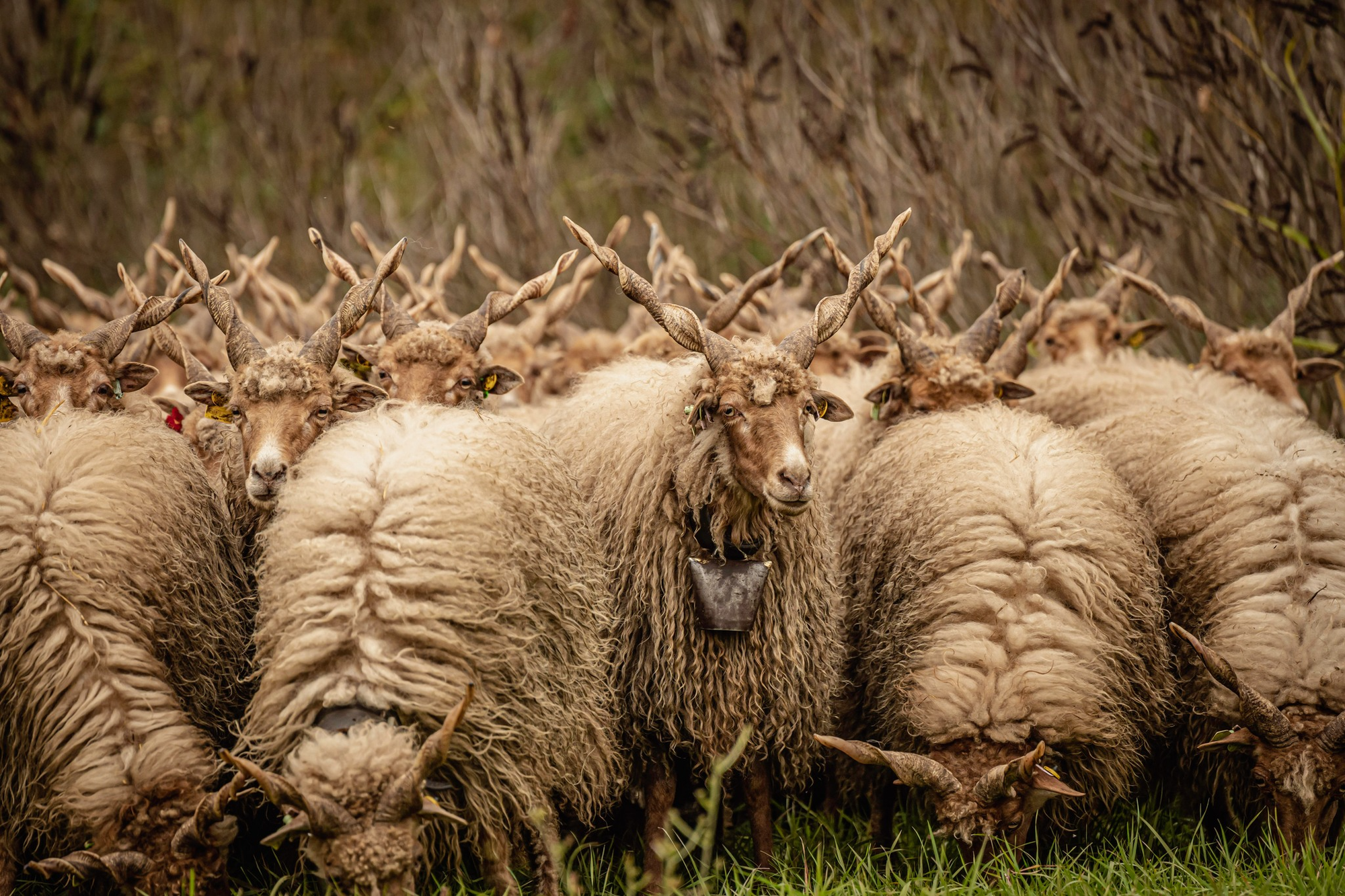 Cừu Racka: Giống cừu có bộ lông siêu dày và cặp sừng xoắn ốc kỳ lạ! - Ảnh 5.