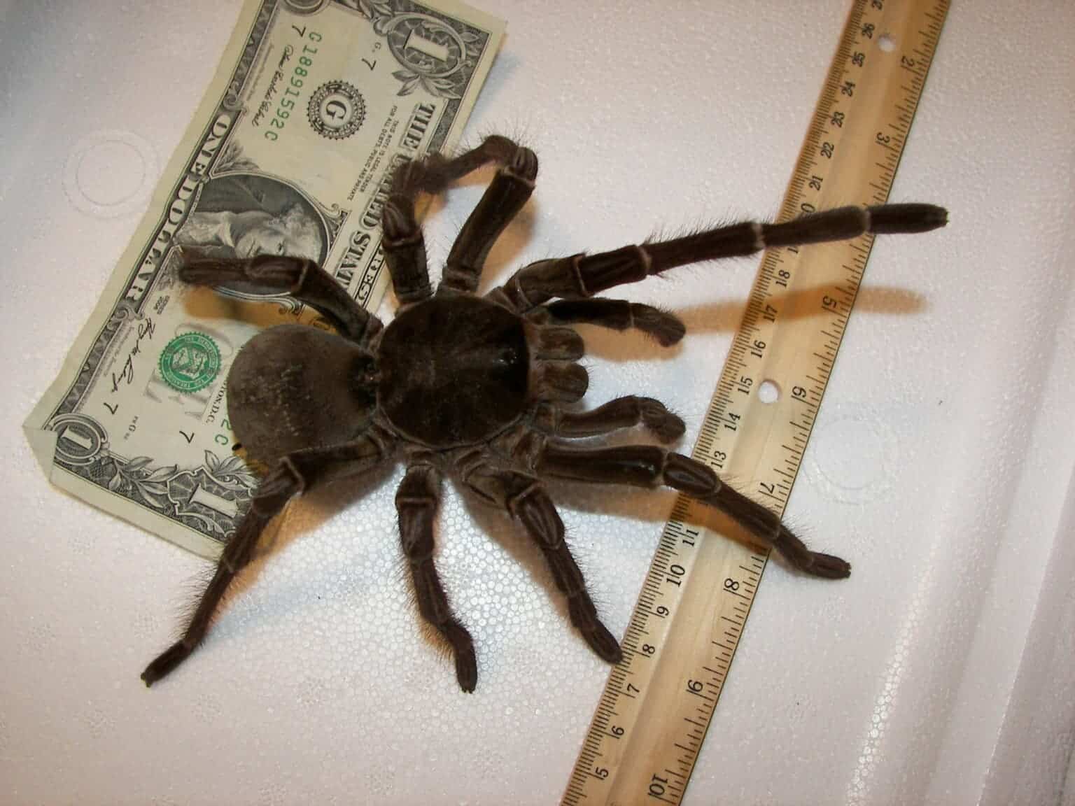 Loài nhện khổng lồ có kích thước bằng một con chó con - Ảnh 1.