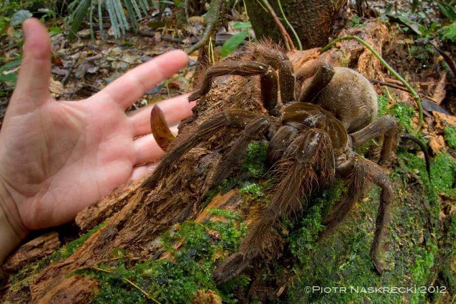 Loài nhện khổng lồ có kích thước bằng một con chó con - Ảnh 2.