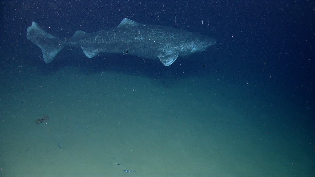 Cá mập Greenland: Một sinh vật bí ẩn và hấp dẫn đại dương - Ảnh 1.