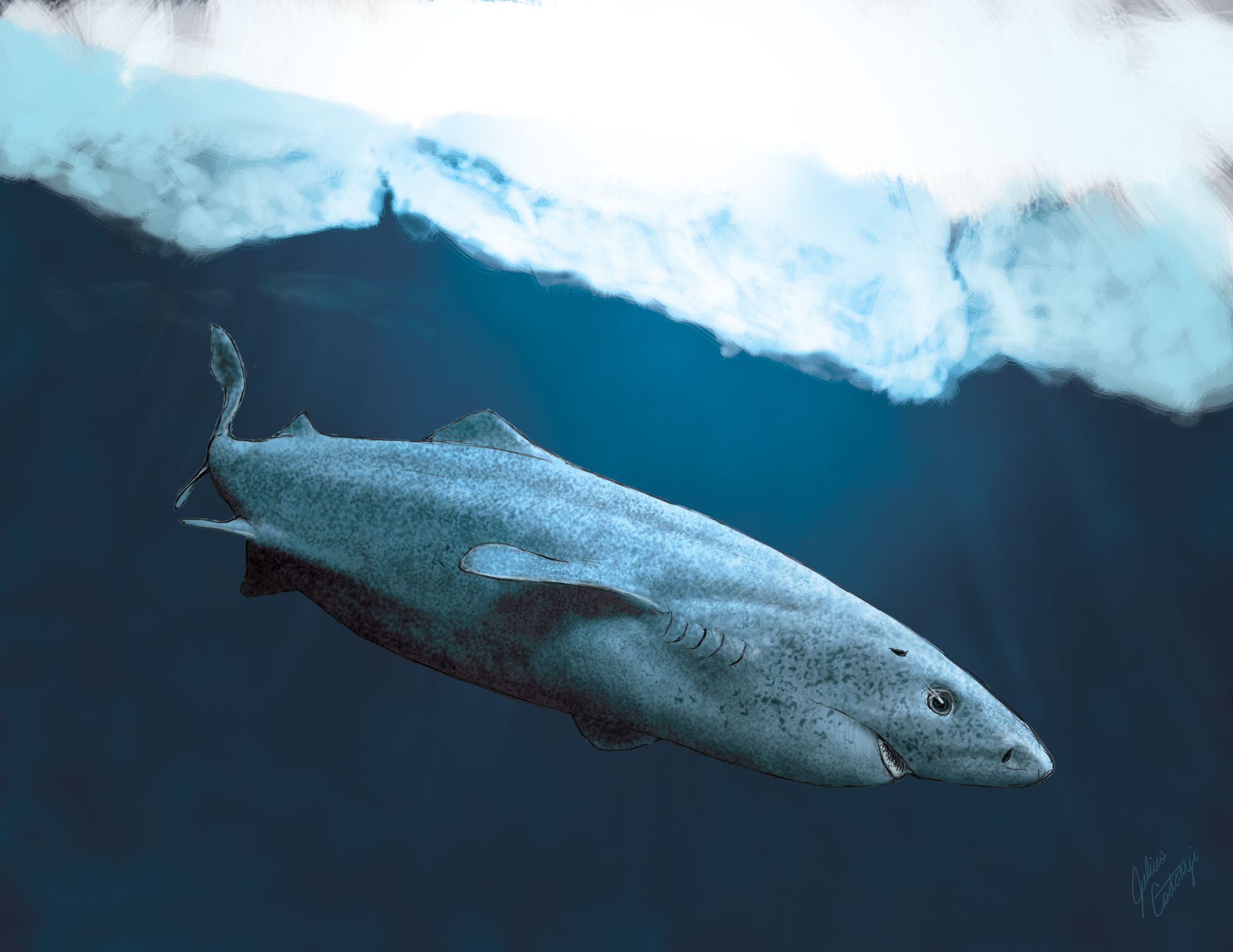 Cá mập Greenland: Một sinh vật bí ẩn và hấp dẫn đại dương - Ảnh 3.