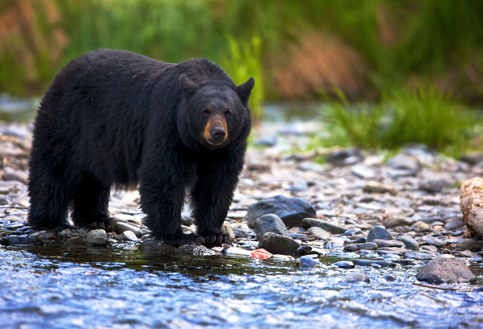 Nghiên cứu cho thấy gấu đen Mỹ đang tiến hóa để có bộ lông màu nâu đỏ - Ảnh 1.