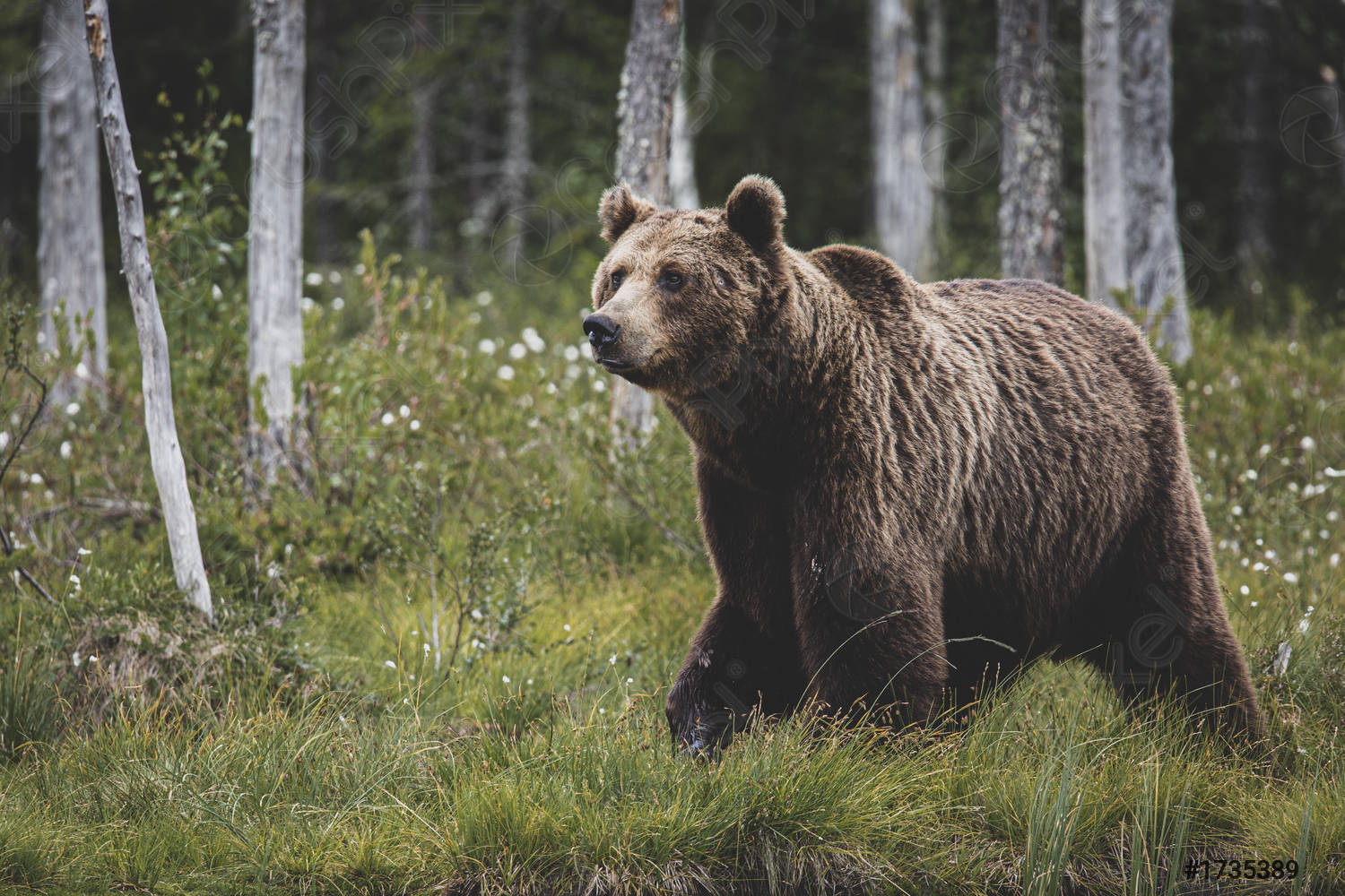 Nghiên cứu cho thấy gấu đen Mỹ đang tiến hóa để có bộ lông màu nâu đỏ - Ảnh 3.