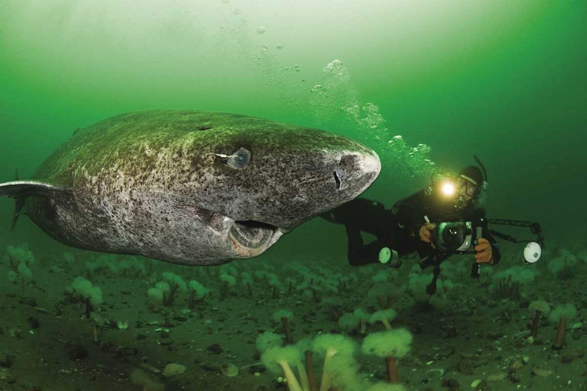 Cá mập Greenland: Một sinh vật bí ẩn và hấp dẫn đại dương - Ảnh 2.
