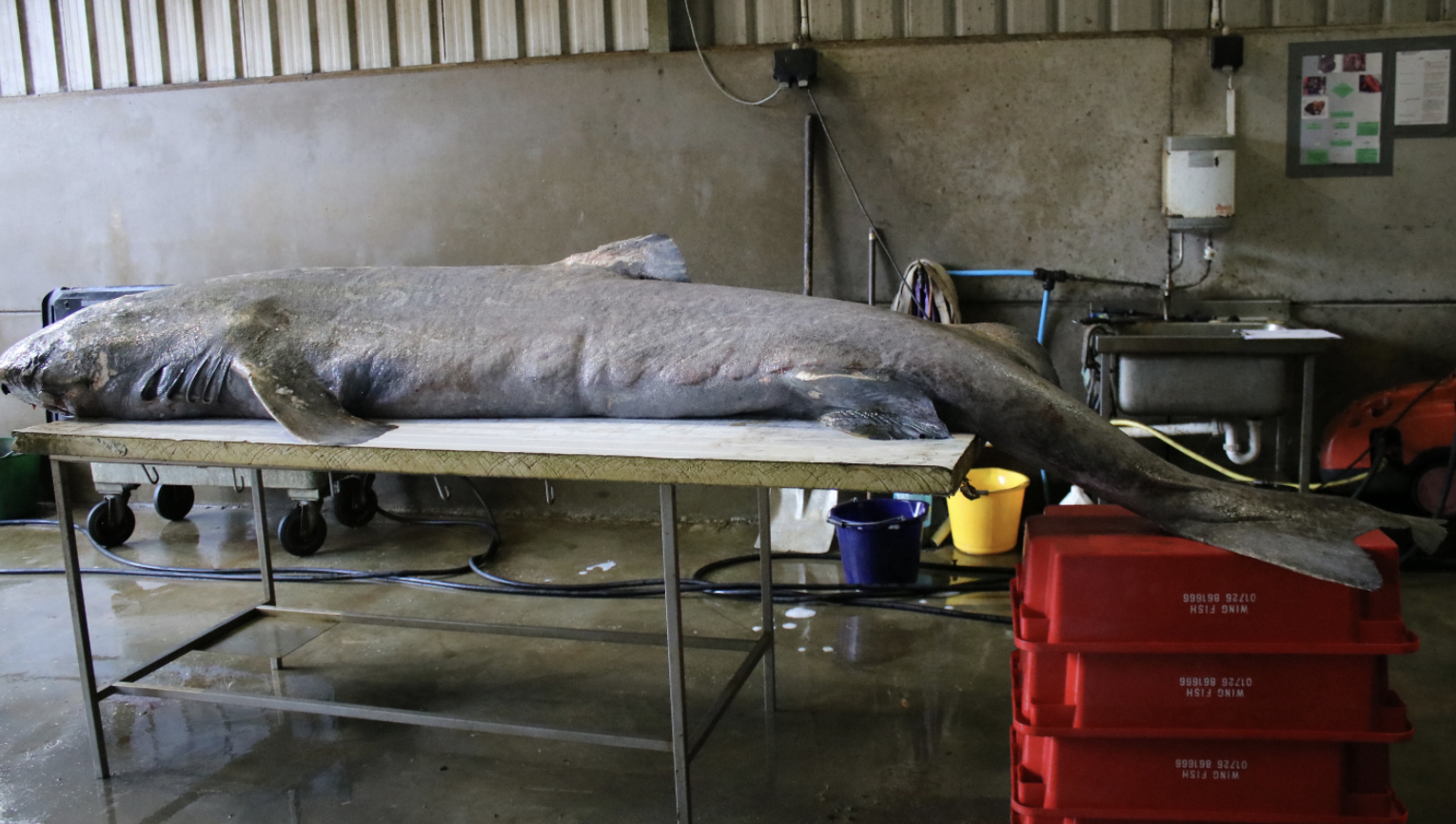 Cá mập Greenland: Một sinh vật bí ẩn và hấp dẫn đại dương - Ảnh 4.