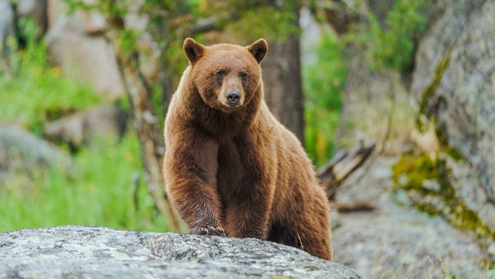 Nghiên cứu cho thấy gấu đen Mỹ đang tiến hóa để có bộ lông màu nâu đỏ - Ảnh 2.