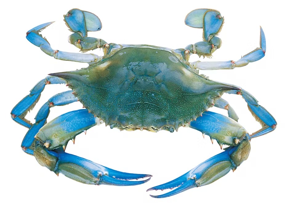 5 species of creatures that have evolved into crabs - Has mother nature run out of ideas for shaping - Photo 1.