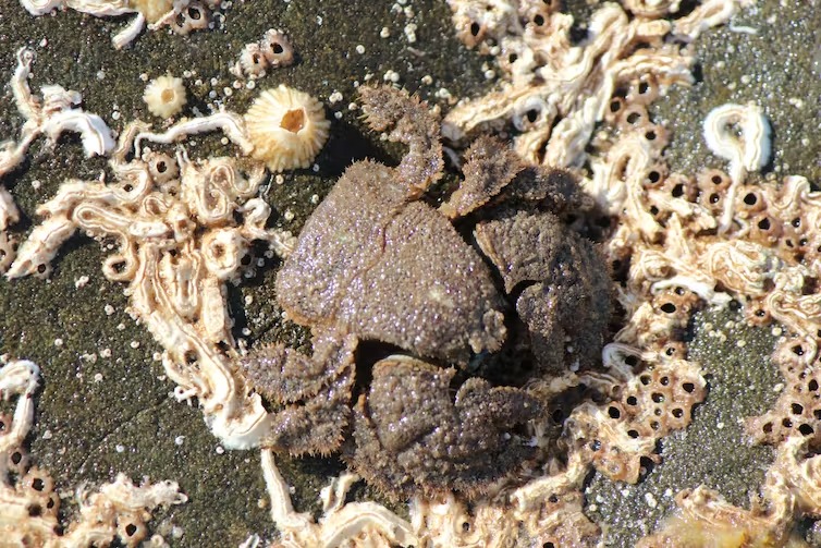 5 species of creatures that have evolved into crabs - Has mother nature run out of ideas for shaping - Photo 5.