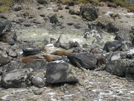 Thêm 8 con lợn rừng bỏ mạng tại hòn đá phong ấn cáo chín đuôi ở Nhật Bản, nhưng các nhà khoa học nói không bất ngờ - Ảnh 3.