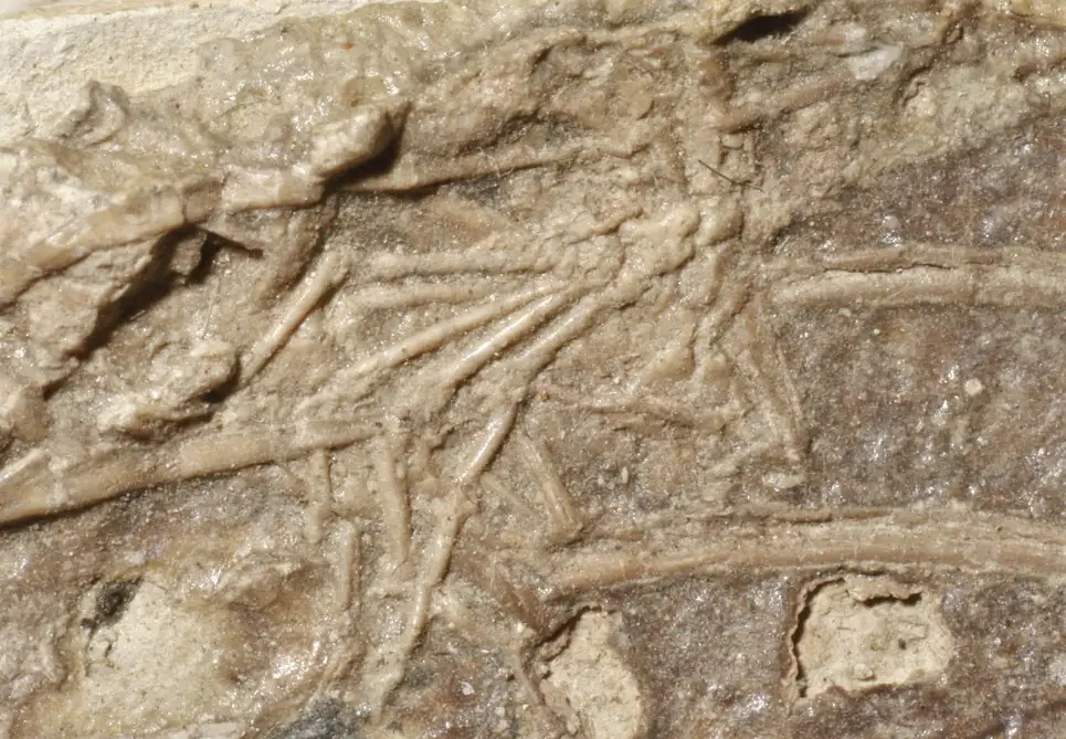 Phát hiện bằng chứng khảo cổ đầu tiên cho thấy họ hàng của loài người đã từng làm mồi cho khủng long - Ảnh 2.