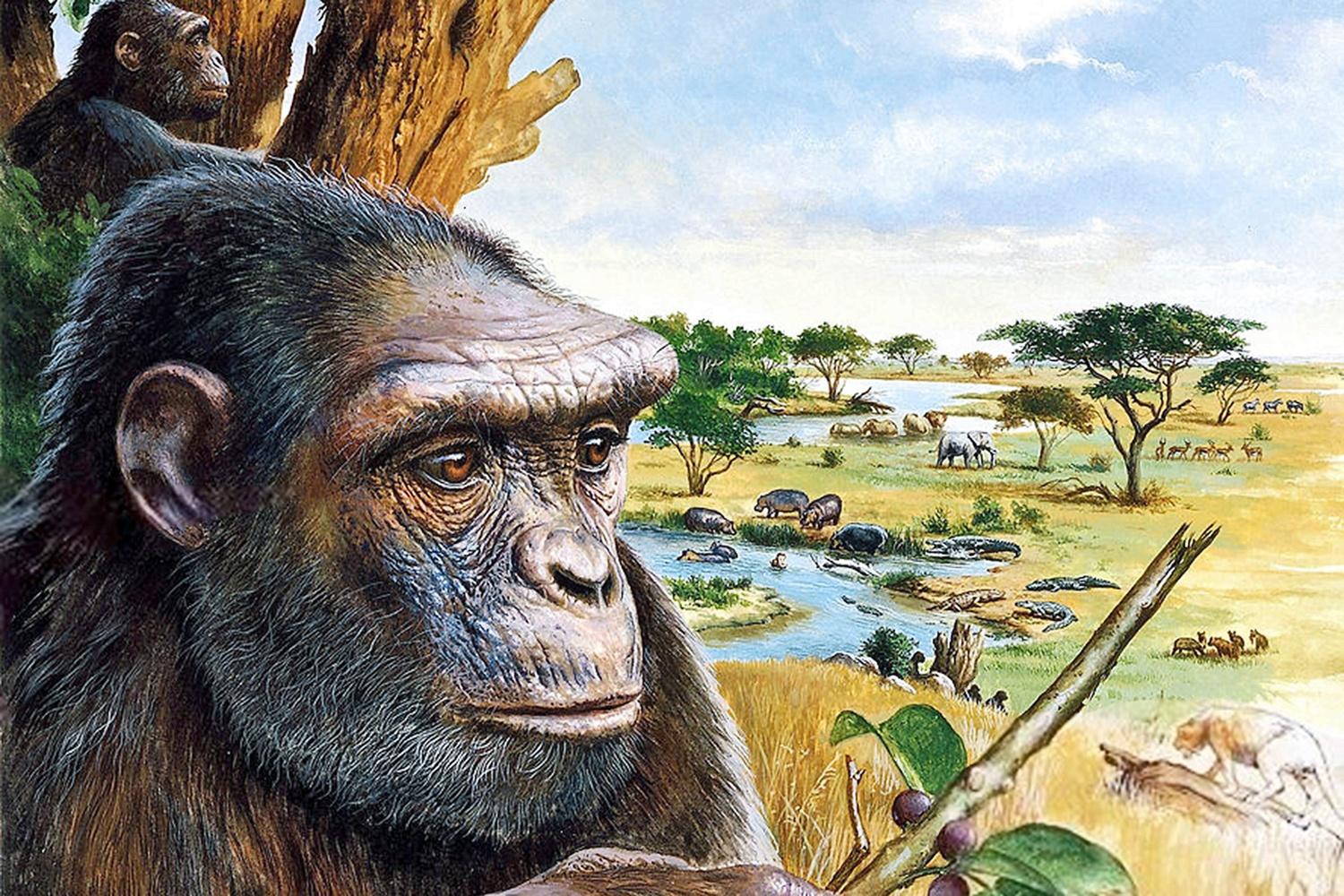 Hóa thạch từ 7 triệu năm trước chứng minh rằng loài người đã tiến hóa ở Châu Âu - Ảnh 3.