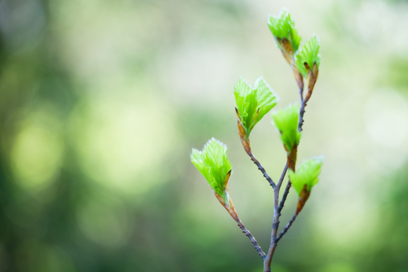 Scientists warn spring may come 10 days earlier before 2100 - Photo 1.