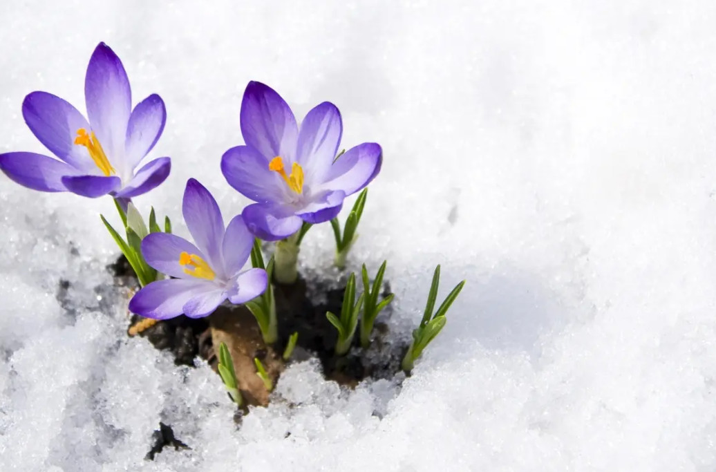 Scientists warn spring may come 10 days earlier before 2100 - Photo 2.