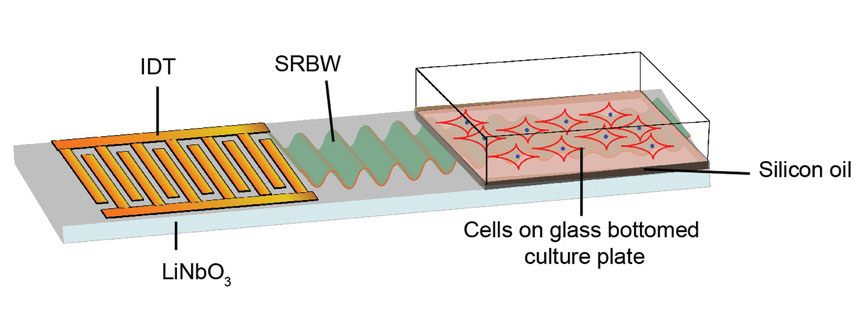 Stem cell therapy combined with sound waves can help broken bones grow back - Photo 2.