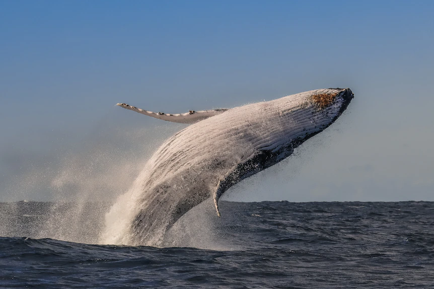 Good news from Australia: new discovery allows humpback whales to leave the list of threatened animals - Photo 1.