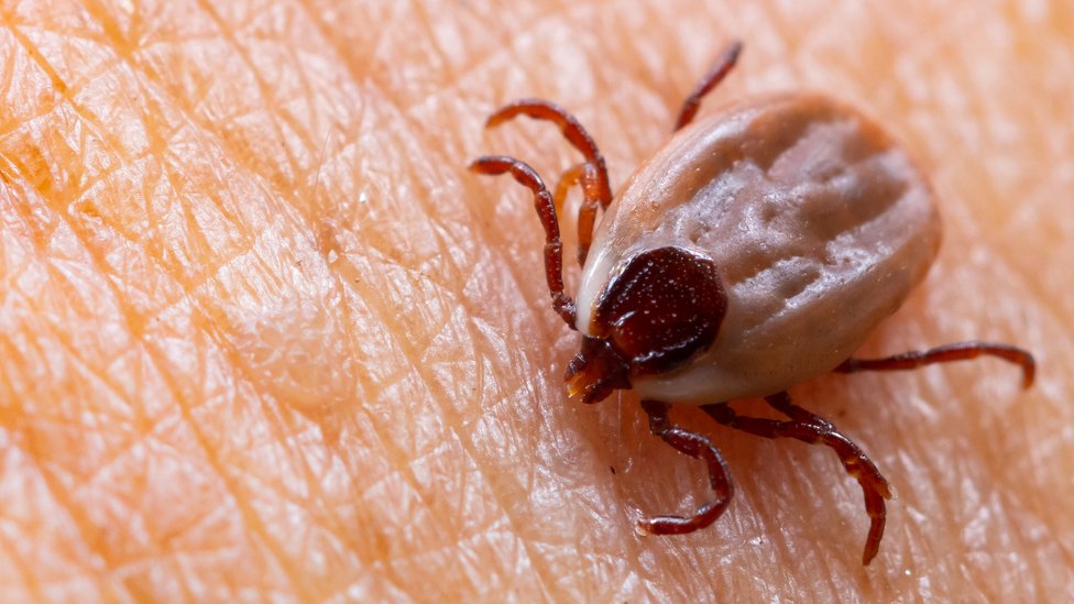 Blood-sucking ticks can live up to 27 years in the laboratory, 8 years without food and still lay eggs as usual - Photo 1.