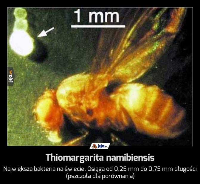 Detecting 'super-giant' bacteria, the size of a peanut - Photo 2.