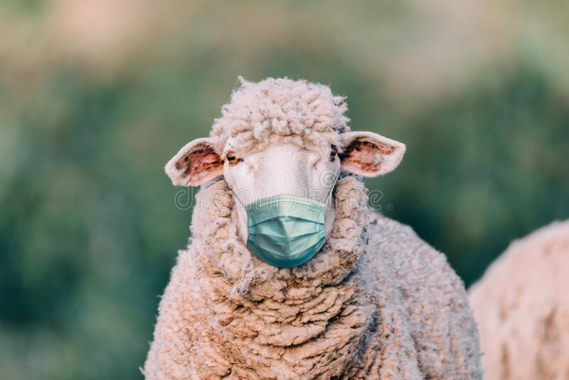 sheep-medical-mask-field-194387590.jpg