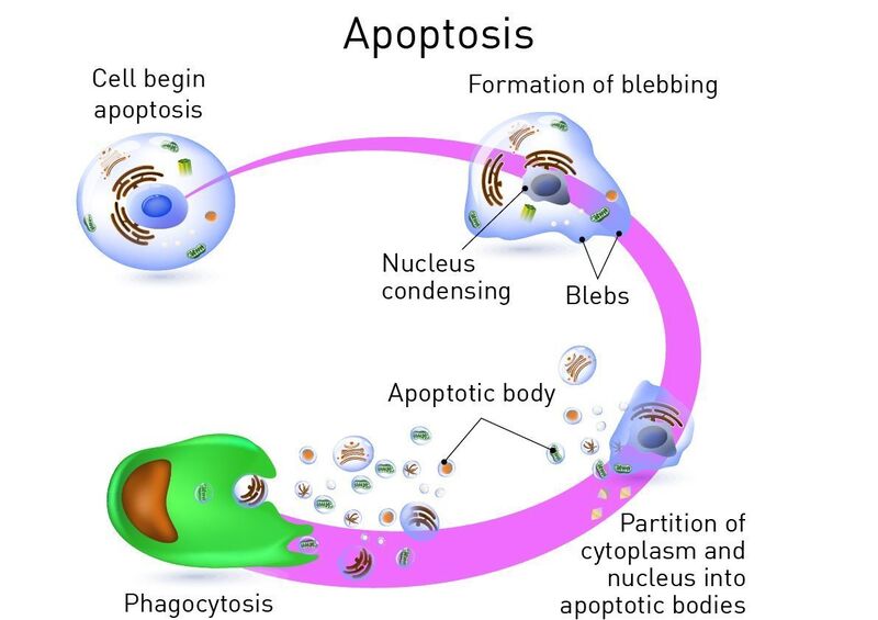 csm_stages-of-apoptosis_5286a89ef9.jpg
