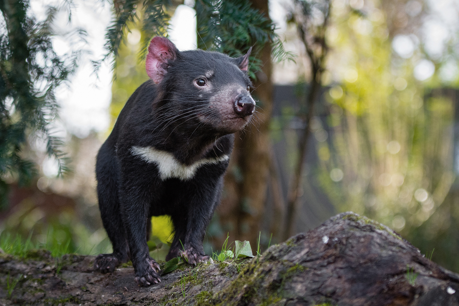 Tasmanian-devil_L.jpg