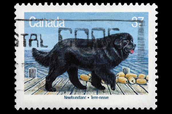Newfoundland-dog-on-stamp.jpg.optimal.jpg