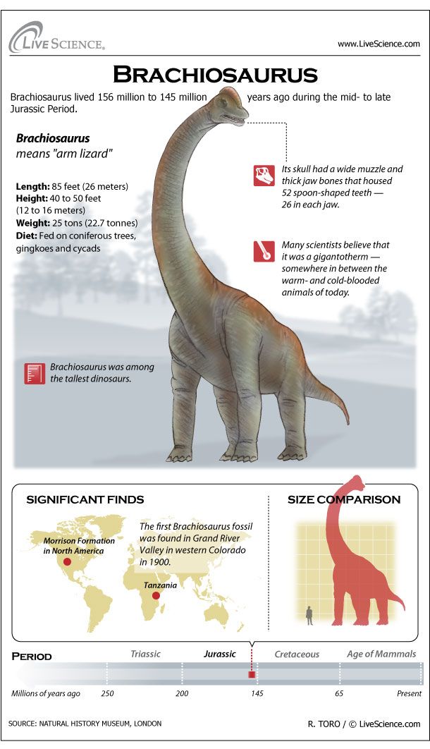 Brachiosaurus dinosaur, just vomiting can kill you already!  - Photo 5.