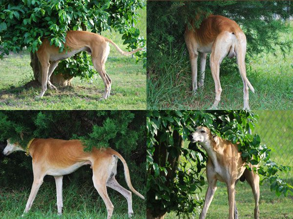 The Truth About Ghostly Dogs: If Not, What Are They Doing?  - Photo 1.