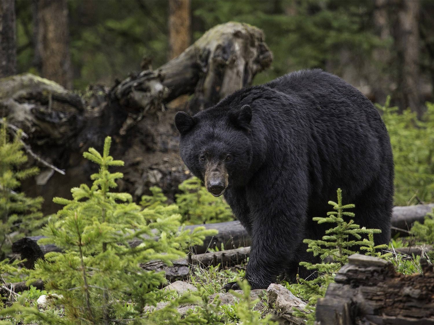 An American bear constantly breaks into people's houses, eats so much leftovers that it becomes fat, and forgets about hibernation - Photo 4.