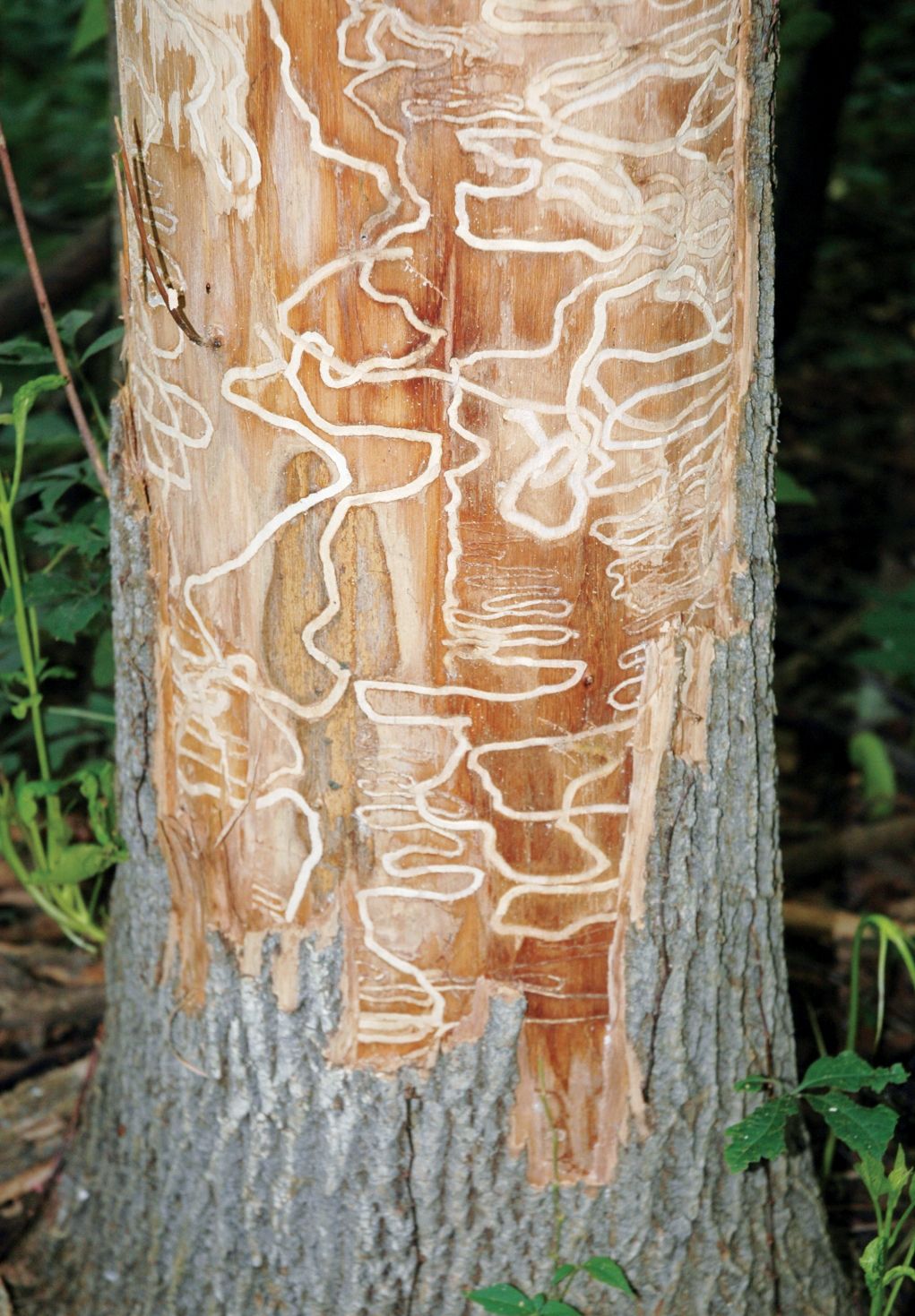 Disaster with billions of ash trees in the US and Europe: East Asian emerald worm - Photo 5.