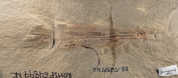 Hóa thạch bạch tuộc cổ đại cho thấy loài động vật thân mềm già hơn cả khủng long - Ảnh 1.