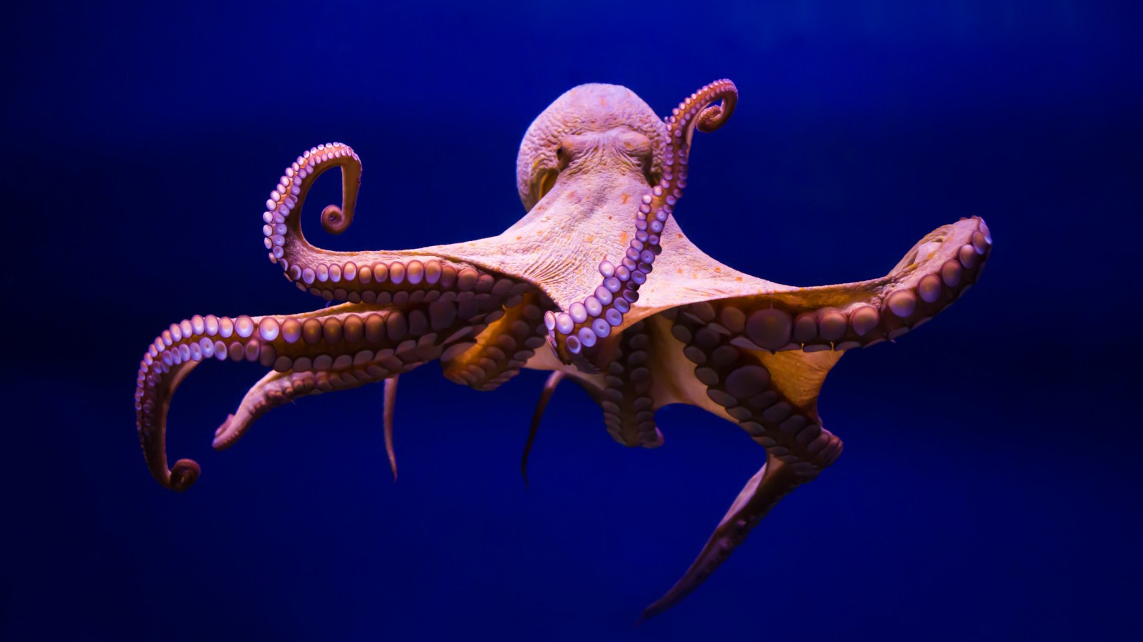 Ancient octopus fossils show that mollusks are older than dinosaurs - Photo 1.