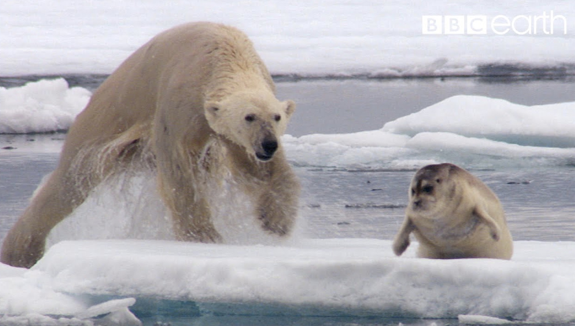 Why are there polar bears but no polar bears?  - Photo 1.