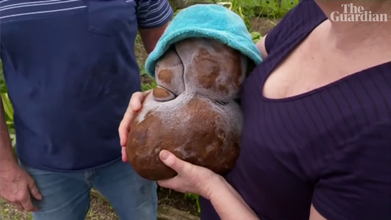 The world's largest potato turned out to be 'not a potato', according to DNA test results - Photo 2.
