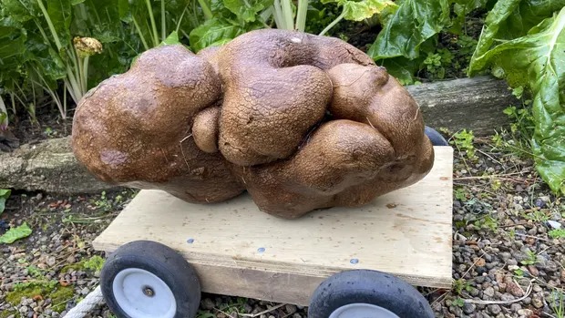 The world's largest potato turned out to be 'not a potato', according to DNA test results - Photo 1.