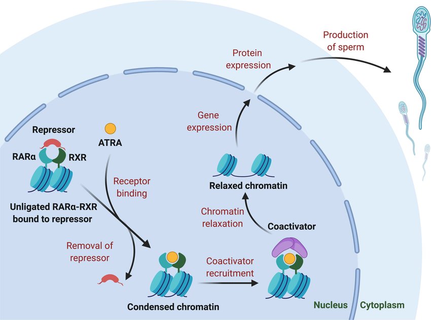 Cơ chế phân tử-cơ bản-vai trò-của-RARa-trong-điều hòa-biểu hiện gen-trong.jpg