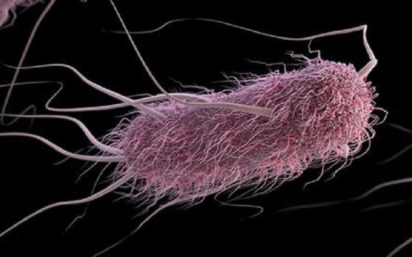 Find out a type of bacteria controlled by sound, capable of KILLING the disease that causes the death of more than 9 million people a year - Photo 1.